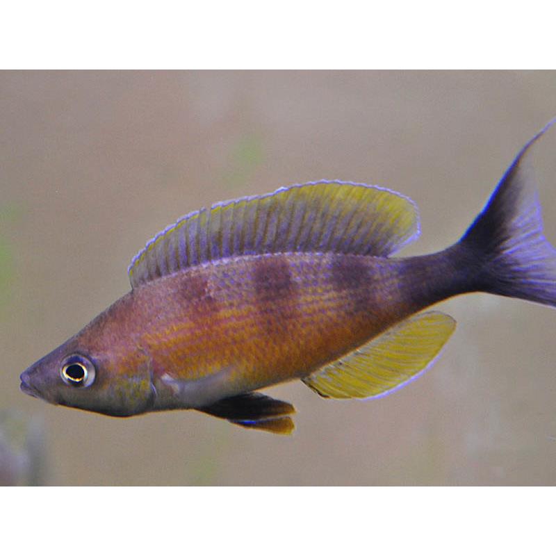 Cyprichromis zonatus - imagine 4